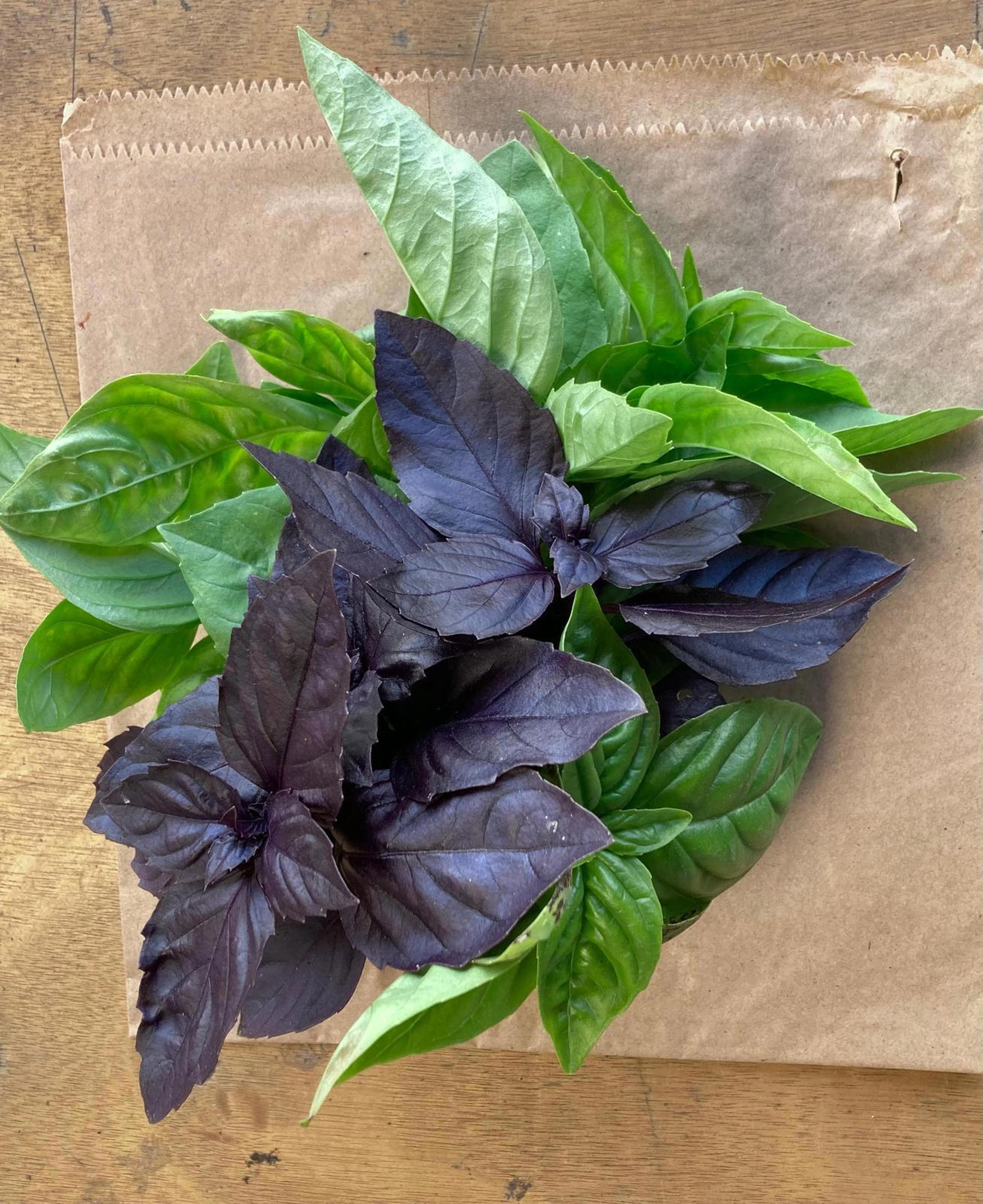Basil