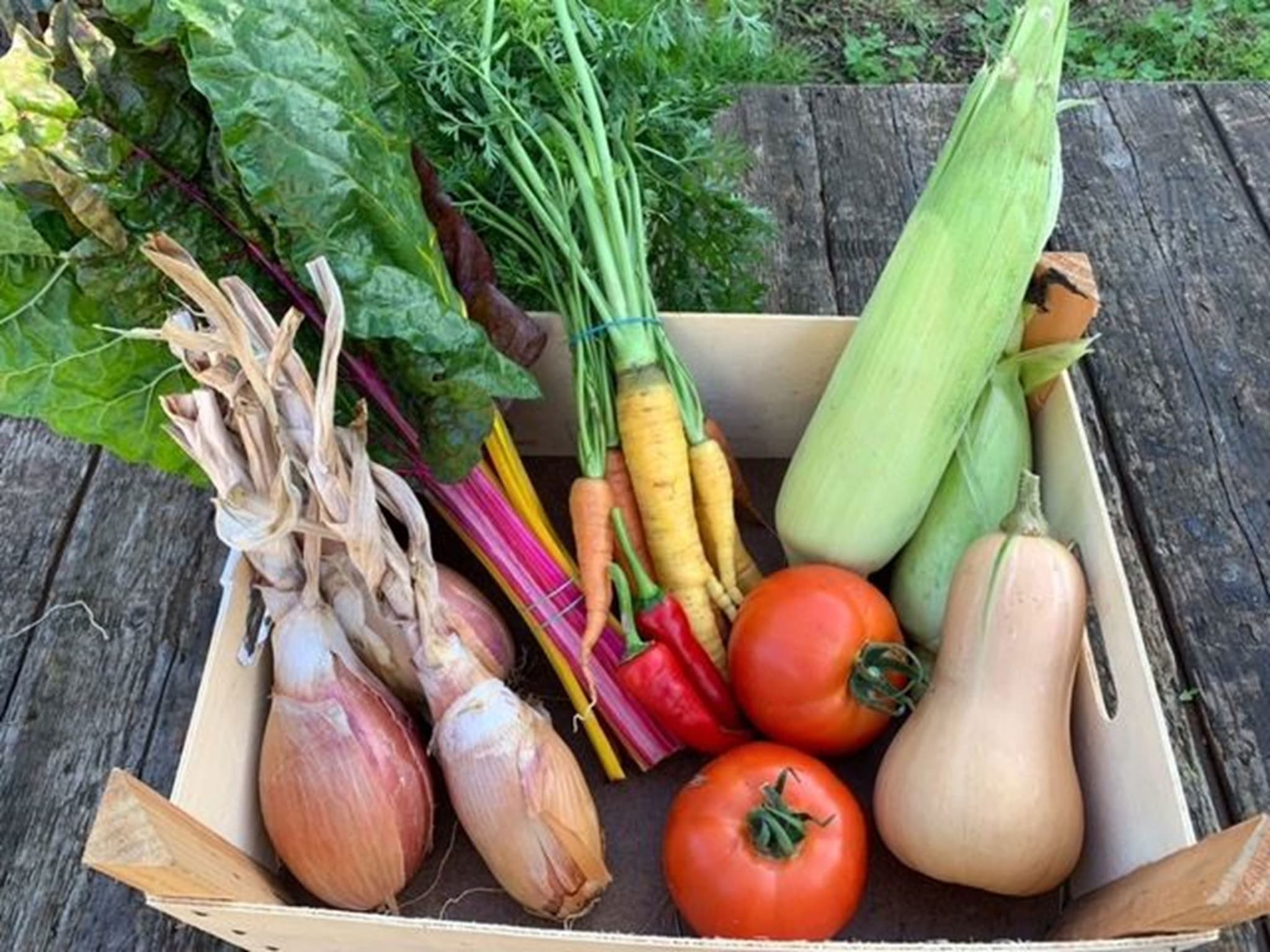 Medium Veg Boxes